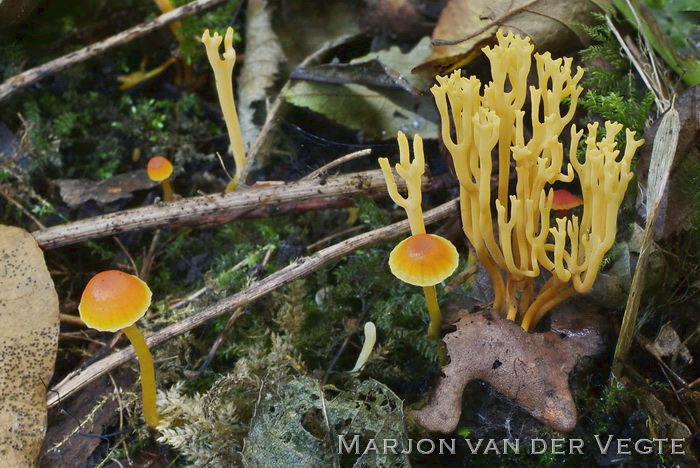 Bittere wasplaat (var. reai) - Hygrocybe mucronella var. mucronella